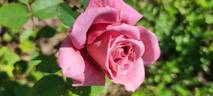 Nimbus rose photo
