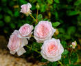 Magnificent Perfume rose photo