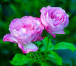 Nicole Carol Miller ™ rose photo