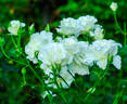 White Lightnin' rose photo