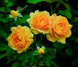 Jean Giono rose photo