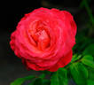 Lady Bird rose photo