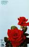 Bel Canto rose photo