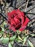 Queen Bee rose photo