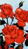 Spartan rose photo