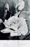 Comtesse de Fels rose photo