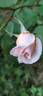 Madame Bérard rose photo