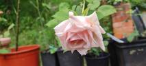 Duchesse de la Mothe-Houdancourt rose photo