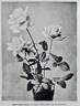 Ideal rose photo