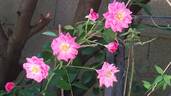 Country Dream rose photo