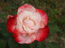 Auf die Freundschaft rose photo