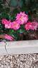 Country Dream rose photo