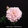 Mystic Beauty rose photo