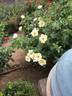 Kinrenpo rose photo