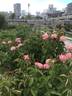 Hojun rose photo