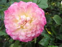 Country Girl rose photo