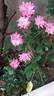 Country Dream rose photo
