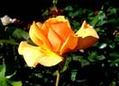 Simply the Best rose photo