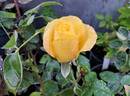 Madame Joseph Perraud rose photo