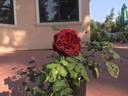 Diablo Hawk rose photo