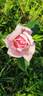 Countess of Derby rose photo