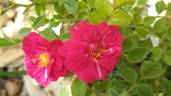 Knirps ® rose photo