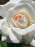 Clouds of Glory rose photo