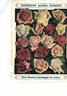 Souvenir of Stella Gray rose photo