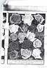 Souvenir of Stella Gray rose photo