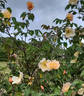 Squatter's Dream rose photo
