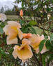 Squatter's Dream rose photo