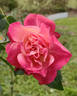Général Galliéni rose photo