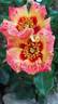 Sunshine Babylon Eyes rose photo