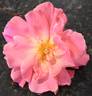 Hector Deane rose photo