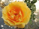 Sophia™ rose photo