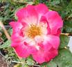 Empathy rose photo