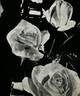 Apogée ® rose photo