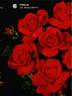 Fidélio rose photo