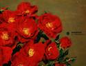 Sarabande rose photo