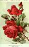 Gruss an Dresden rose photo