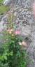 Sekel rose photo