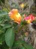 Sekel rose photo