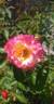 Sekel rose photo