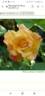 Sekel rose photo