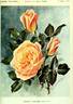 Arthur R. Goodwin rose photo