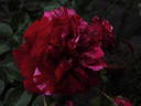 Deep Impression rose photo