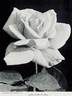 Edith Nellie Perkins rose photo