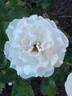Clouds of Glory rose photo