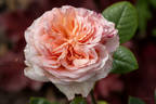 Lady Capri rose photo