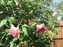 Souvenir de Madame Léonie Viennot rose photo